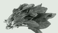 Espinaca